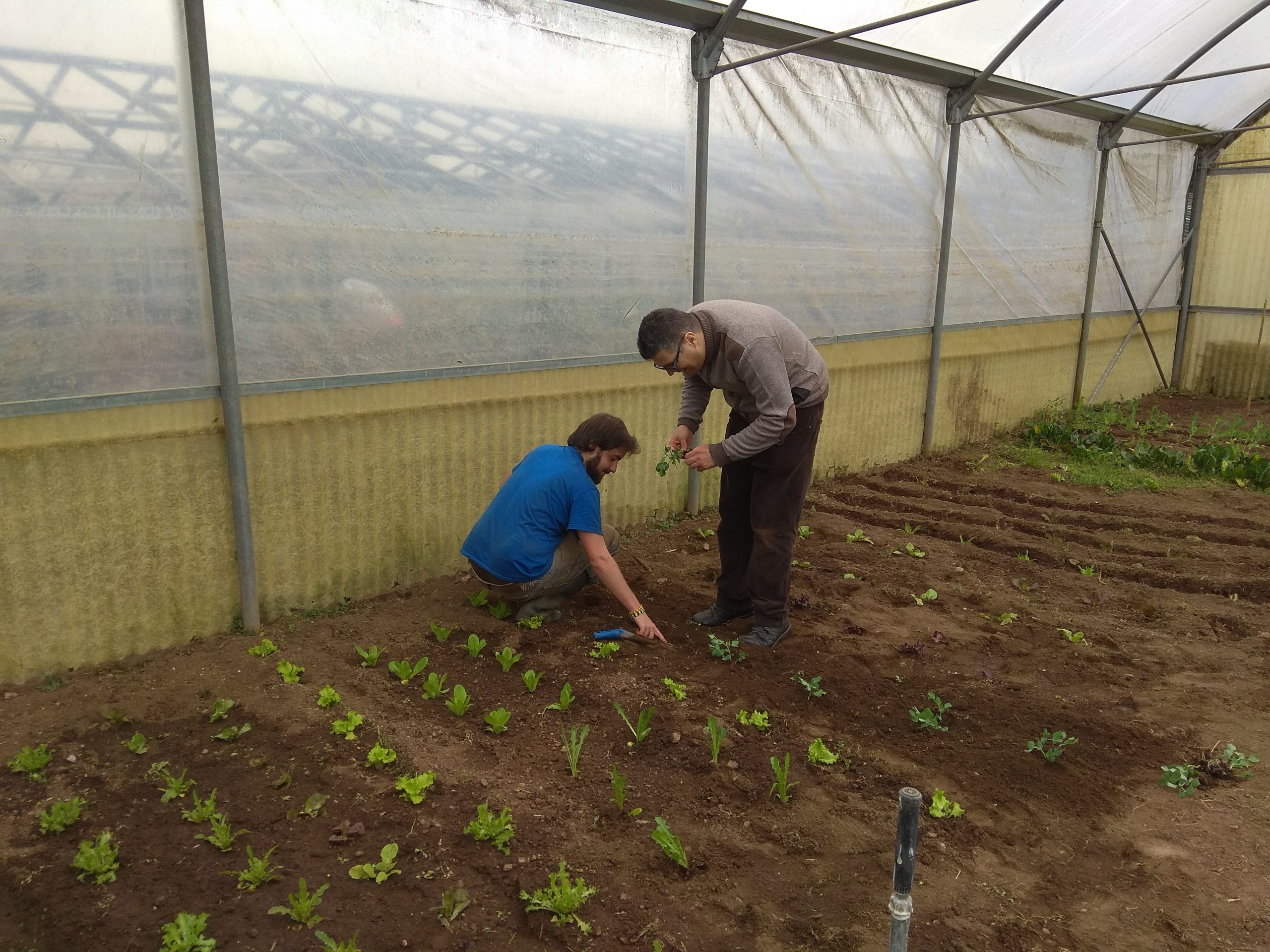 Agricoltura sociale